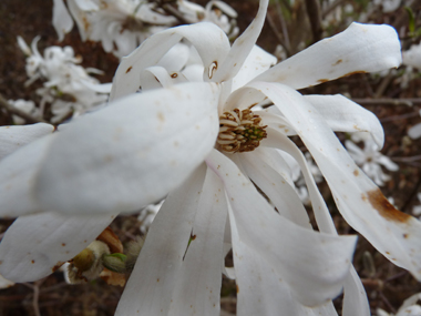 Fleurs blanches aux pétales étalées, mouillées par la pluie. Agrandir dans une nouvelle fenêtre (ou onglet)